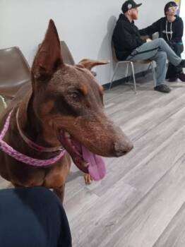 Dottie -  Doberman Pinscher Dog for Adoption in Saint Charles, Missouri - Dottie | PetCurious
