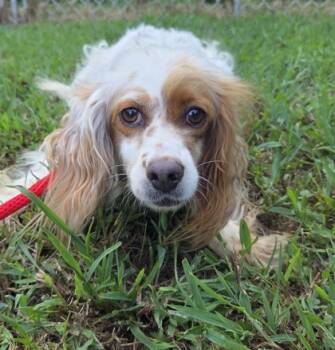 Rescue English Cocker Spaniel and Poodle Dogs for Adoption in Malvern, Pennsylvania - Winona | PetCurious