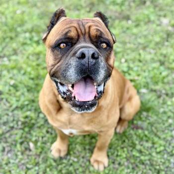 Mastiff Dogs Available for Adoption - BANE | PetCurious