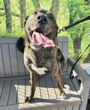 Woody -  Plott Hound Dog for Adoption in Phoenix, Oregon - Woody | PetCurious