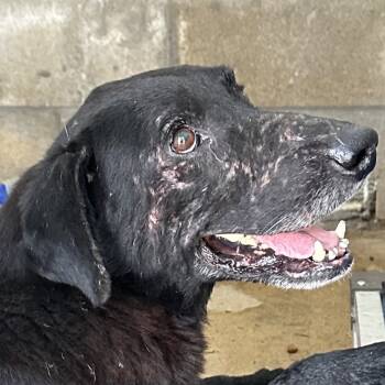 Rescue Black Labrador Retriever and Mixed Breed Dogs for Adoption in Corpus Christi, Texas - Eddie | PetCurious