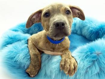 SVEN -  American Bulldog and Mixed Breed Dog for Adoption in Fort Lauderdale, Florida - SVEN | PetCurious
