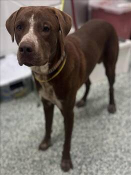 Rescue Pointer and Labrador Retriever Dogs for Adoption in Salisbury, North Carolina - KEVIN | PetCurious