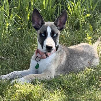 Twyla -  Mixed Breed Dog for Adoption in Buffalo, Minnesota - Twyla | PetCurious
