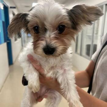 Yorkshire Terrier Dogs Available for Adoption in Manassas, Virginia - Zoey (ID 51269/1409) | PetCurious