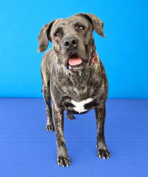 MELLY -  Mastiff Dog for Adoption in Pasadena, California - MELLY | PetCurious