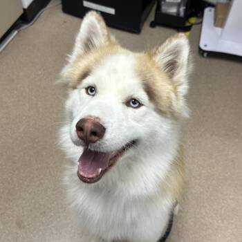 Zane A2282924 -  Husky Dog for Adoption in Los Angeles, California - Zane A2282924 | PetCurious