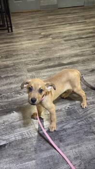 Sven -  Labrador Retriever Dog for Adoption in Alma, Michigan - Sven | PetCurious