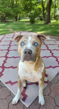 Rune -  Pit Bull Terrier Dog for Adoption in Westwood, New Jersey - Rune | PetCurious