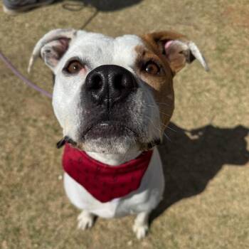 Pit Bull Terrier and Mixed Breed Dogs Available for Adoption in Fayetteville, Arkansas - Ace | PetCurious