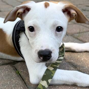 Cleo -  Labrador Retriever Dog for Adoption in Carmel Hamlet, New York - Cleo | PetCurious