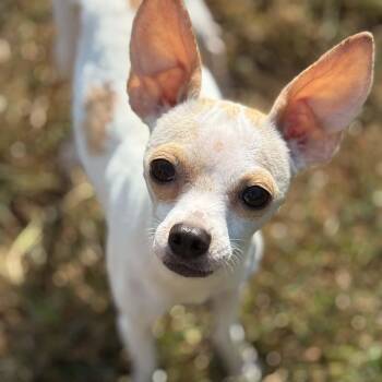 Angel -  Chihuahua Dog for Adoption in Pelham, New Hampshire - Angel | PetCurious