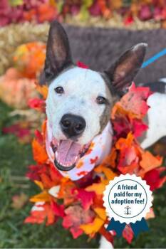 Rescue Mixed Breed Dogs for Adoption in Cincinnati, Ohio - Sulley | PetCurious