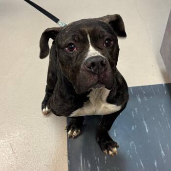 Pit Bull Terrier and American Staffordshire Terrier Dogs Available for Adoption - Cheetah | PetCurious