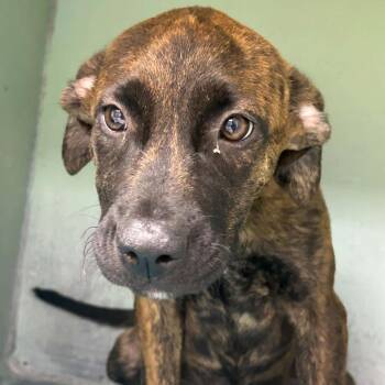 Willow -  Mixed Breed Dog for Adoption in Tyler, Texas - Willow | PetCurious