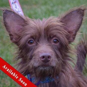 Rescue Cairn Terrier and Chihuahua Dogs for Adoption in Huntley, Illinois - Jelly | PetCurious