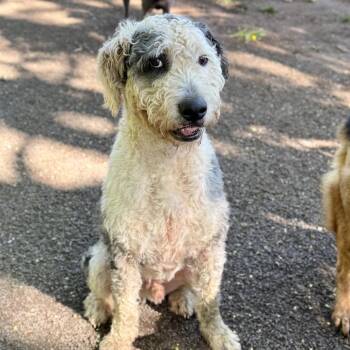 Hammy -  Old English Sheepdog and Mixed Breed Dog for Adoption in Portland, Oregon - Hammy | PetCurious