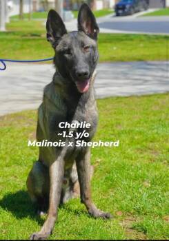Rescue Belgian Shepherd Malinois Dogs for Adoption in San Marcos, California - Will You Give This Tripod His Happily Ever After? | PetCurious