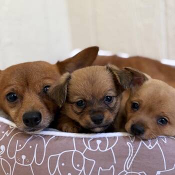 WILMA -  Chihuahua and Pomeranian Dog for Adoption in West Palm Beach, Florida - WILMA | PetCurious