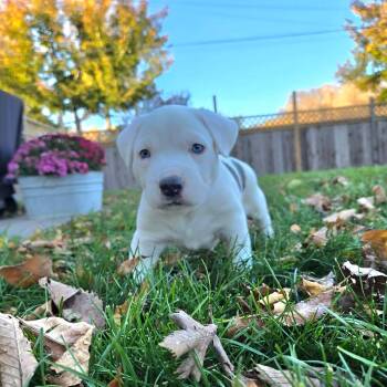 Sapphire -  Mixed Breed Dog for Adoption in Grand Forks, North Dakota - Sapphire | PetCurious