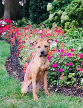 Mixed Breed Dogs Available for Adoption in West Chester, Pennsylvania - Phoenix | PetCurious