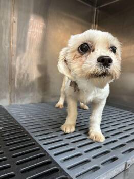 Sonja -  Maltese Dog Available for Adoption in Marietta, Georgia - Sonja | PetCurious
