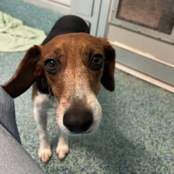 Zoey -  Mixed Breed Dog for Adoption - Zoey | PetCurious