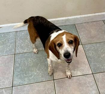 HES A SPECIAL GUY -  Beagle Dog for Adoption in Northwood, Ohio - HES A SPECIAL GUY | PetCurious