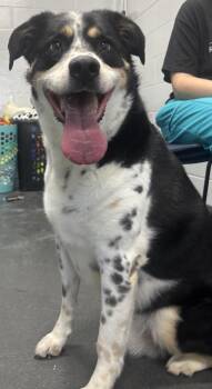 FOSTER Stymie -  Cattle Dog Dog for Adoption in Oswego, Illinois - FOSTER Stymie | PetCurious