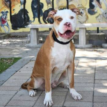 Odie -  Pit Bull Terrier Dog for Adoption in St. Petersburg, Florida - Odie | PetCurious