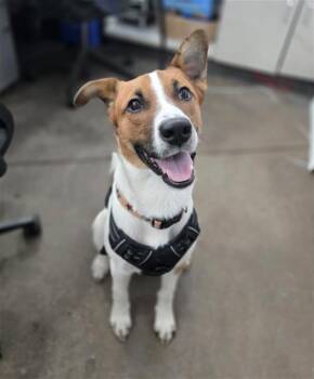 CHANCE -  Mixed Breed Dog for Adoption in Dallas, Texas - CHANCE | PetCurious