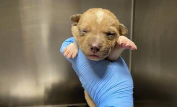 OPAL -  Pit Bull Terrier Dog for Adoption in Modesto, California - OPAL | PetCurious