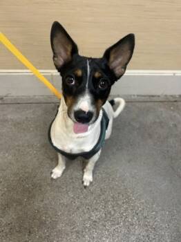 Rescue Terrier and Mixed Breed Dogs for Adoption in Honolulu, Hawaii - Zan | PetCurious