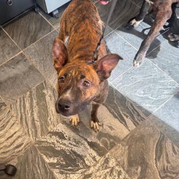Missy -  Labrador Retriever and Terrier Dog for Adoption in Clearwater, Florida - Missy | PetCurious