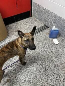 Misha -  Belgian Shepherd Malinois and Mixed Breed Dog for Adoption in West Chester, Pennsylvania - Misha | PetCurious