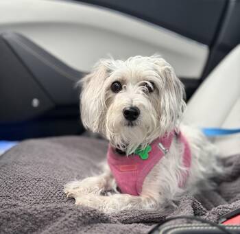 Molly -  Chinese Crested Dog and Havanese Dog for Adoption in Briny Breezes, Florida - Molly | PetCurious