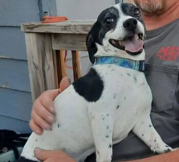 Sparky -  Jack Russell Terrier and Mixed Breed Dog for Adoption in Severance, Colorado - Sparky | PetCurious