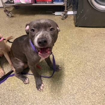 IVHS-Stray-144156 -  Pit Bull Terrier Dog for Adoption in San Gabriel, California - IVHS-Stray-144156 | PetCurious