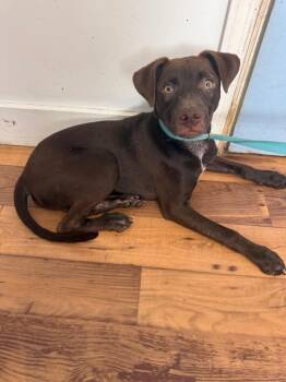 Bobo -  Labrador Retriever and Pointer Dog for Adoption in Fayetteville, Tennessee - Bobo | PetCurious