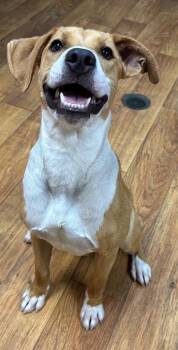 Mixed Breed Dogs Available for Adoption in Ocala, Florida - Ruby Red | PetCurious
