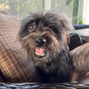 Milly -  Mixed Breed Dog for Adoption in Madison, Wisconsin - Milly | PetCurious
