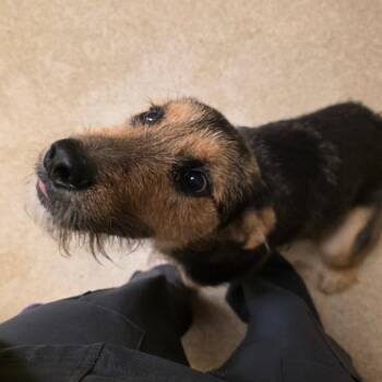 Scrabble -  Mixed Breed Dog for Adoption in Bristol, Indiana - Scrabble | PetCurious
