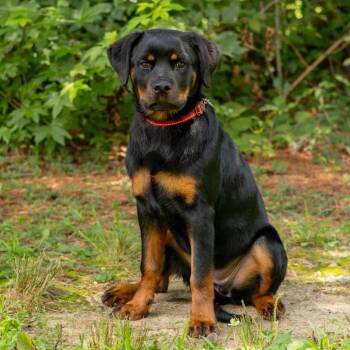 April -  Rottweiler Dog for Adoption - April | PetCurious