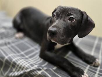 LETTY -  Pit Bull Terrier Dog for Adoption in Aliquippa, Pennsylvania - LETTY | PetCurious