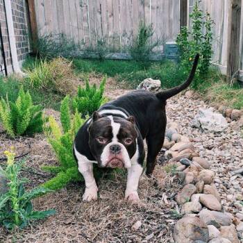 Toby -  English Bulldog and American Bulldog Dog for Adoption in Austin, Texas - Toby | PetCurious