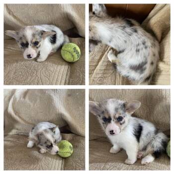 Cardigan Welsh Corgi and Corgi Dogs Available for Adoption in Ada, Minnesota - Carrera | PetCurious