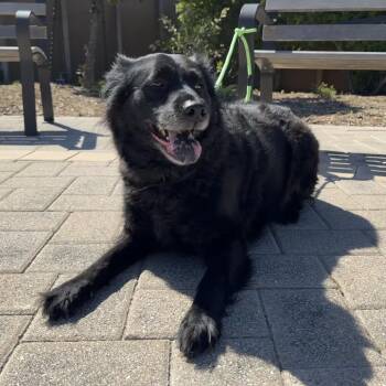 Golden Retriever and Labrador Retriever Dogs Available for Adoption - Leo | PetCurious