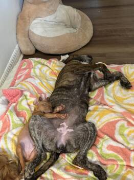 Blueberry-Walmart - Blue -  American Bulldog Dog for Adoption in Lakeland, Florida - Blueberry-Walmart - Blue | PetCurious
