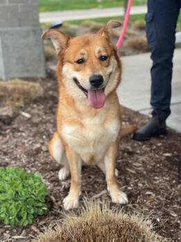 Shepherd and Chow Chow Dogs Available for Adoption in Benton Harbor, Michigan - Lennon | PetCurious