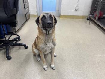 ANGUS -  German Shepherd Dog and Anatolian Shepherd Dog for Adoption in Grand Prairie, Texas - ANGUS | PetCurious